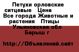 Петухи орловские ситцевые › Цена ­ 1 000 - Все города Животные и растения » Птицы   . Ульяновская обл.,Барыш г.